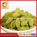 Export Standard Golden and Green Raisins in Hot Selling